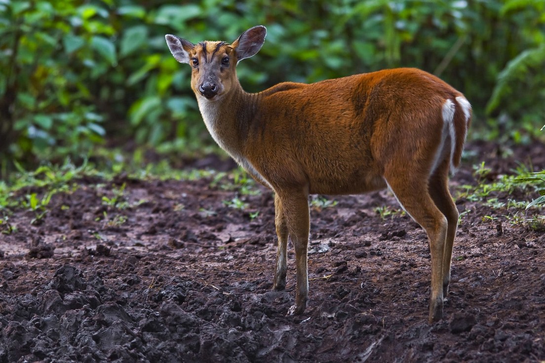 forest-department-uttarakhand